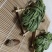 贡菜干特级一级安徽特产苔菜干
