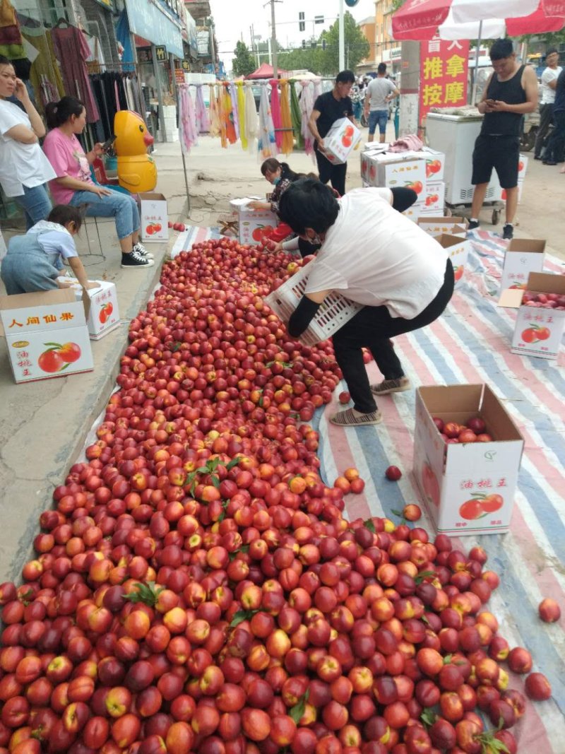 砀山中油四油桃大量上市，价位便宜。欢迎咨询。