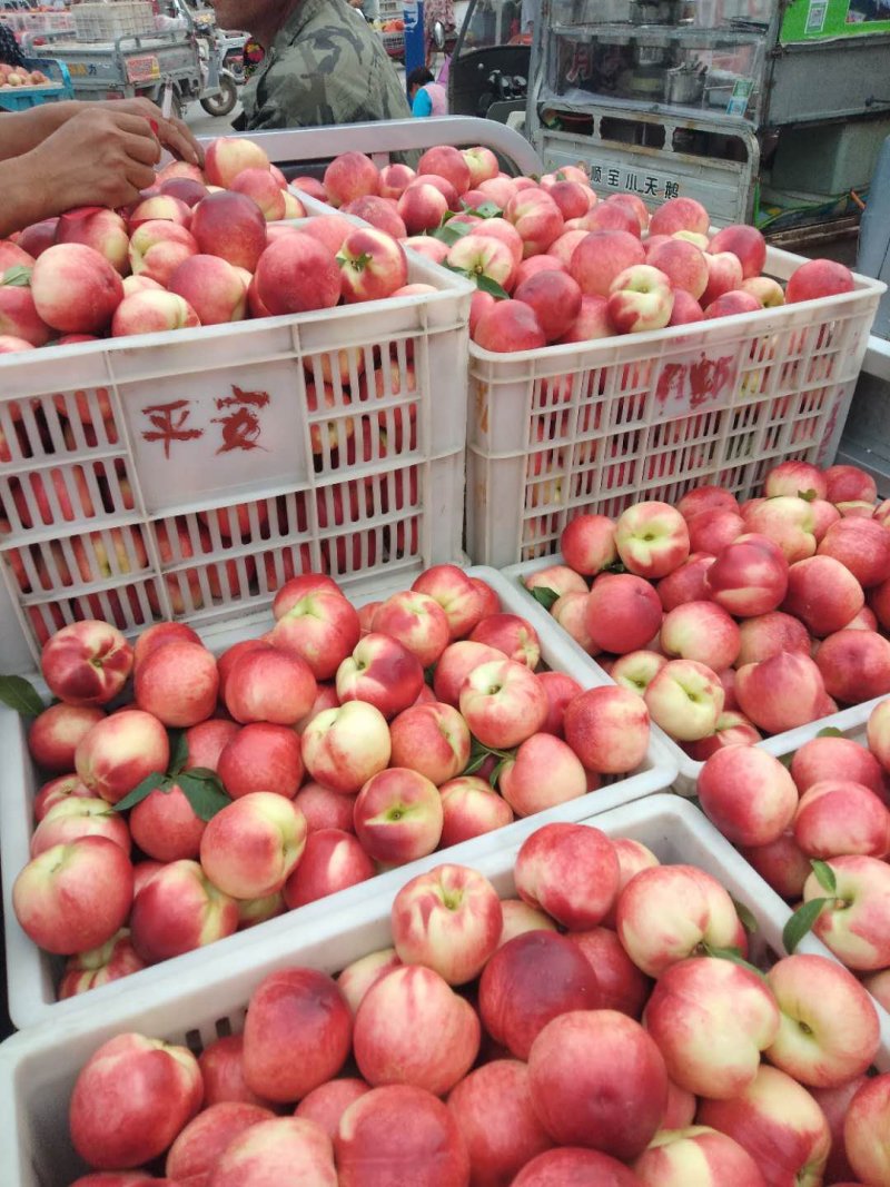 砀山中油四油桃大量上市，价位便宜。欢迎咨询。