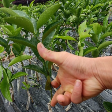 香橙沾木嫁接茂谷柑杯苗