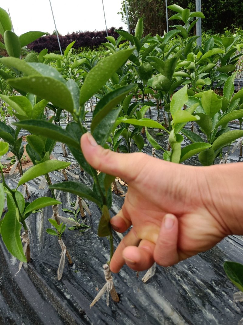 香橙沾木嫁接茂谷柑杯苗