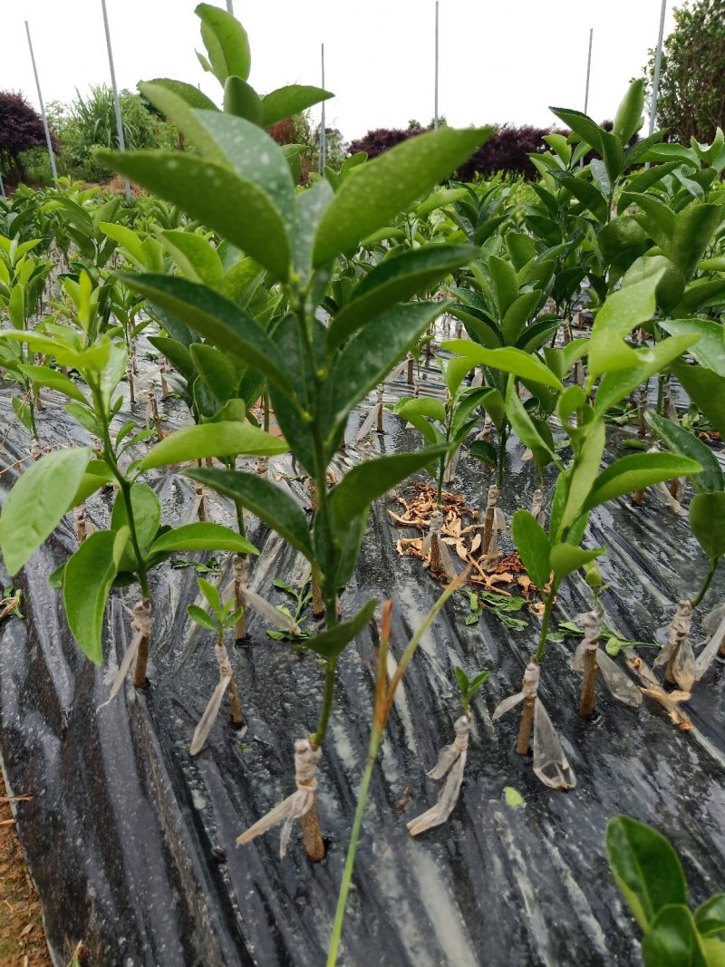香橙沾木嫁接茂谷柑杯苗