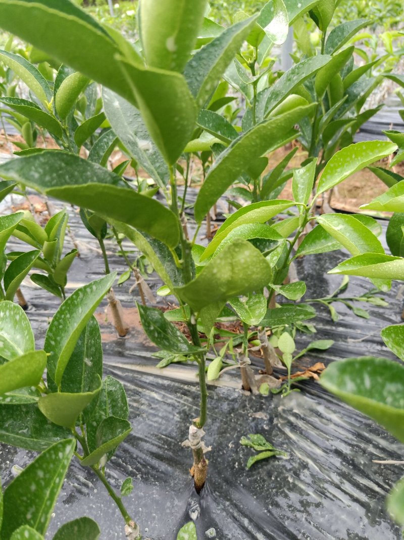 香橙沾木嫁接茂谷柑杯苗