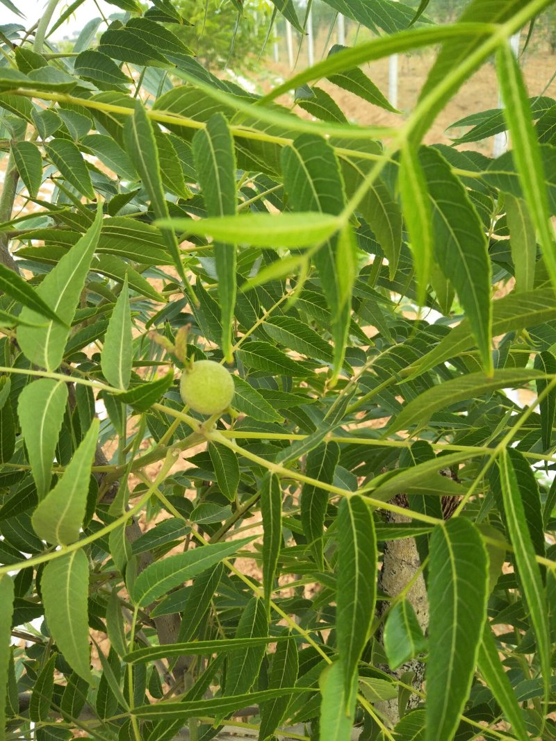 文玩手串猴头核桃树苗