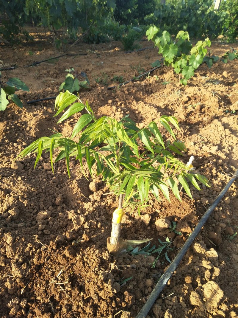文玩手串猴头核桃树苗