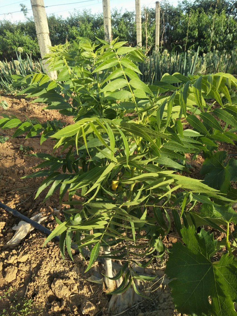 文玩手串猴头核桃树苗
