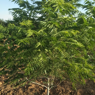 文玩手串猴头核桃树苗