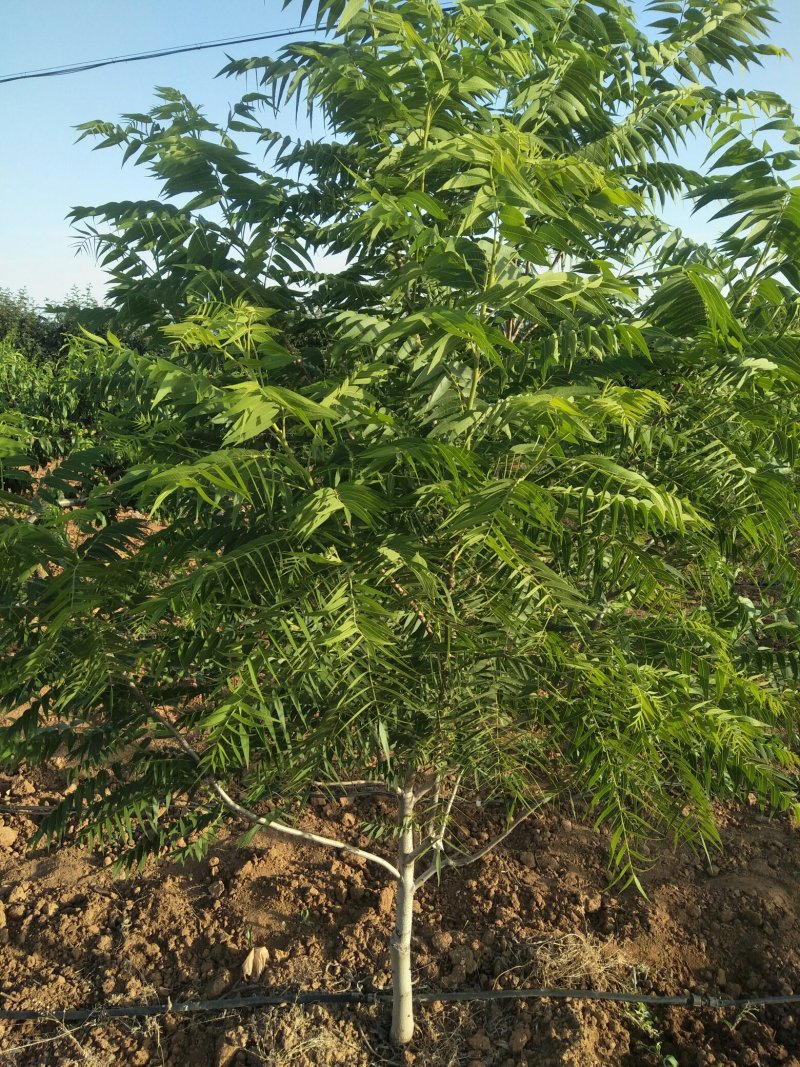 文玩手串猴头核桃树苗