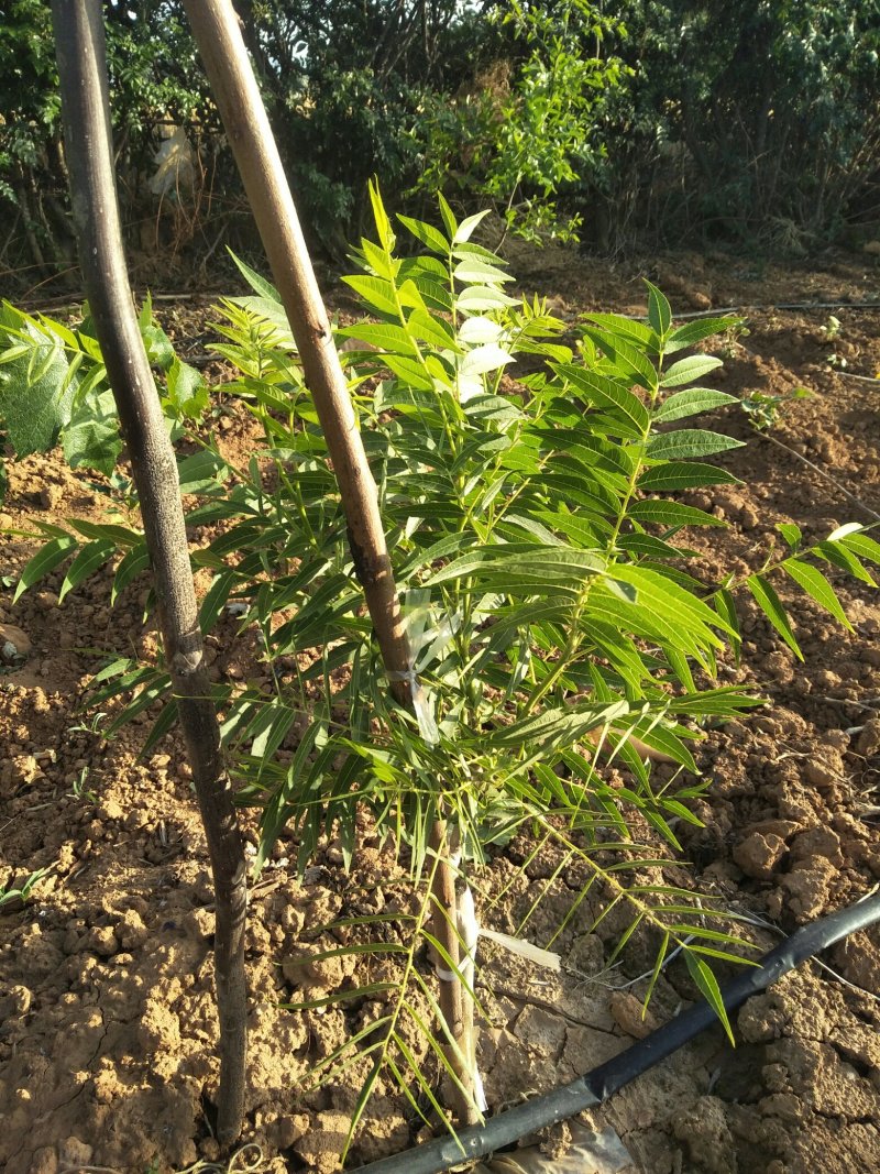 文玩手串猴头核桃树苗