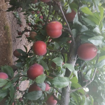 红布林李子