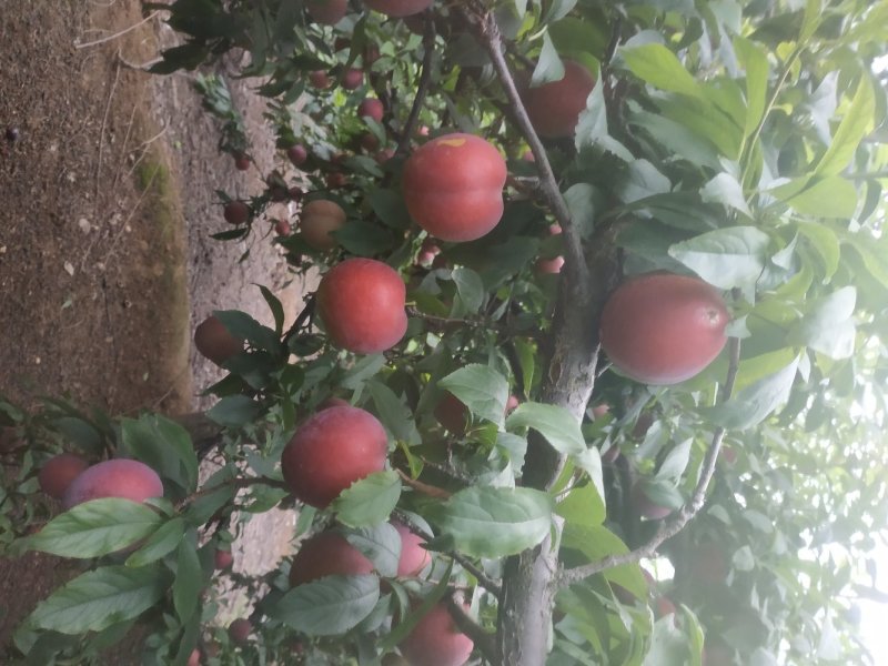 红布林李子
