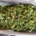 花菜干干货新货菜花干椰菜花