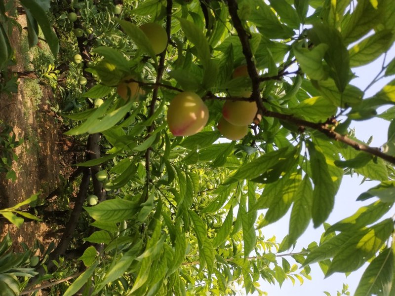 早熟李子