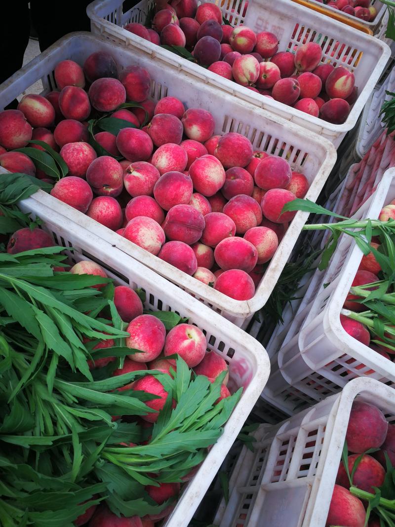 湖北各种桃子产地大量供货，有突围，美佳，红不软，诚信代办