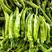 山东莘县大量供应优质黄皮尖椒，25公分以上精品尖椒。