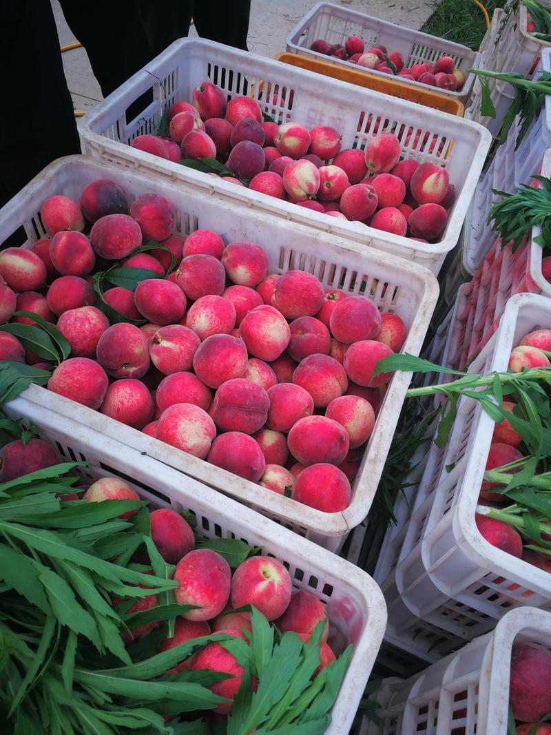 湖北各种桃子产地大量供货，有突围，美佳，红不软，诚信代办
