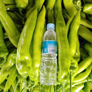 山东莘县大量供应优质黄皮尖椒，25公分以上精品尖椒。