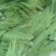 白洋淀芦苇叶