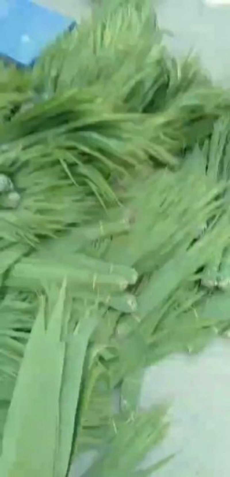 白洋淀芦苇叶
