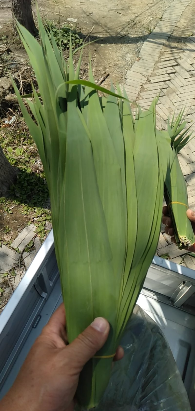 白洋淀芦苇叶