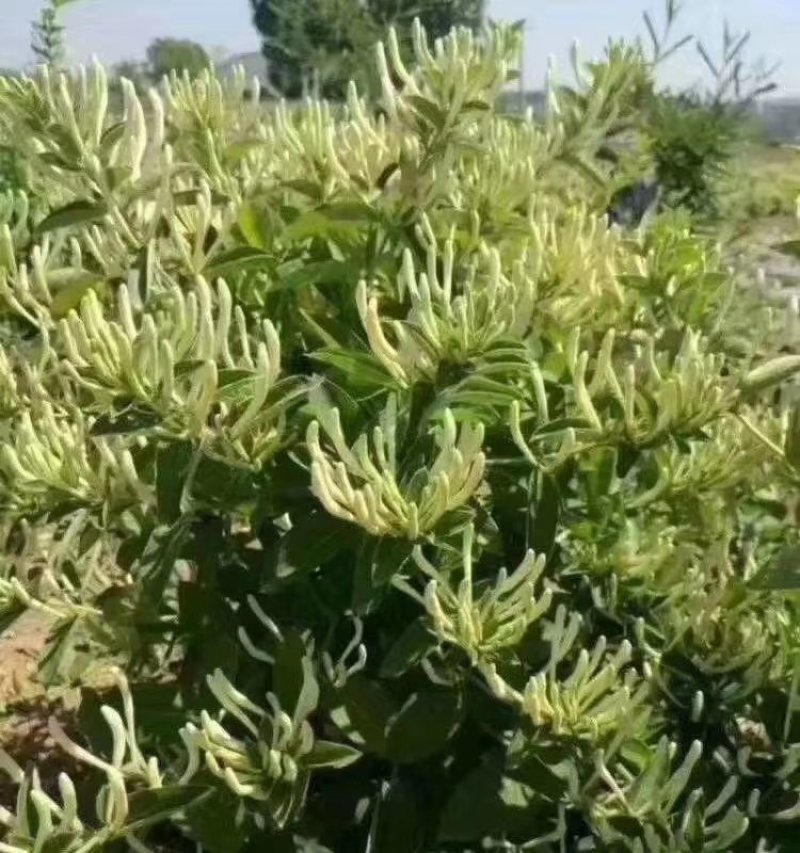 金银花苗包回收包技术高药效可以签合同，死苗补发