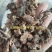 仙鹤草根正品无硫熏纯根狼牙草根一公斤包邮到家