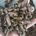 仙鹤草根正品无硫熏纯根狼牙草根一公斤包邮到家