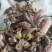 仙鹤草根正品无硫熏纯根狼牙草根一公斤包邮到家