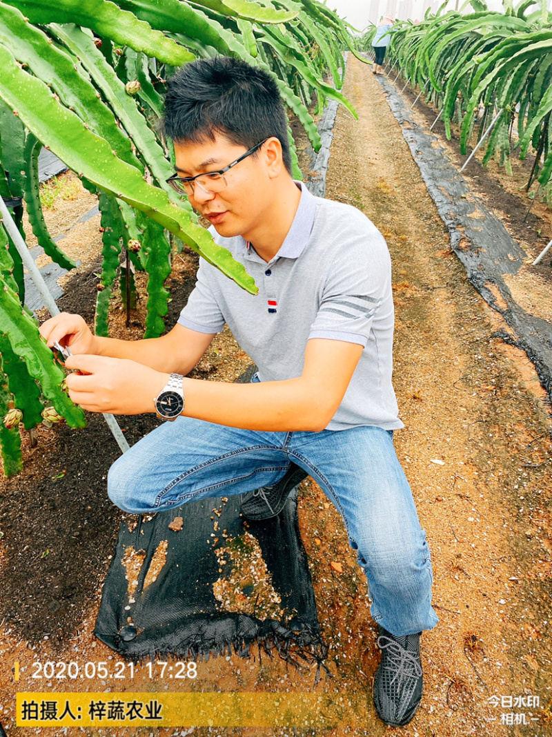 大量供应霸王花，霸王花规格你来确定，