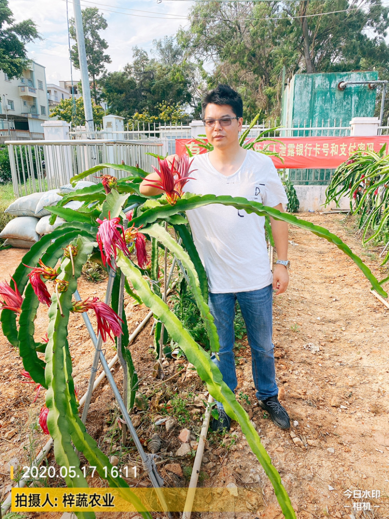 大量供应霸王花，霸王花规格你来确定，