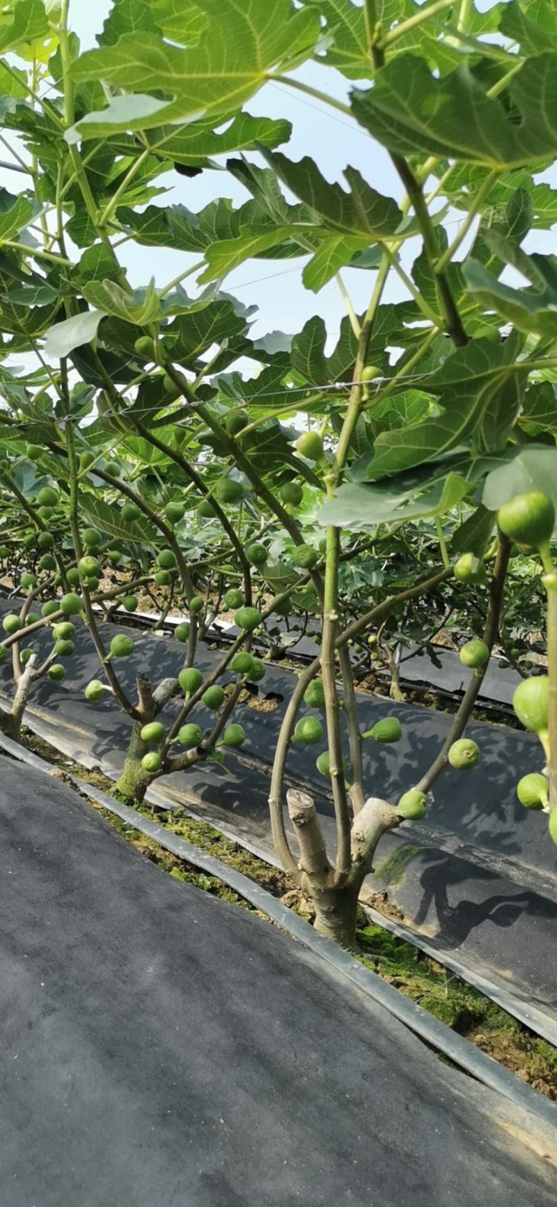 玻姬红无花果带土发货当年结果量大从优