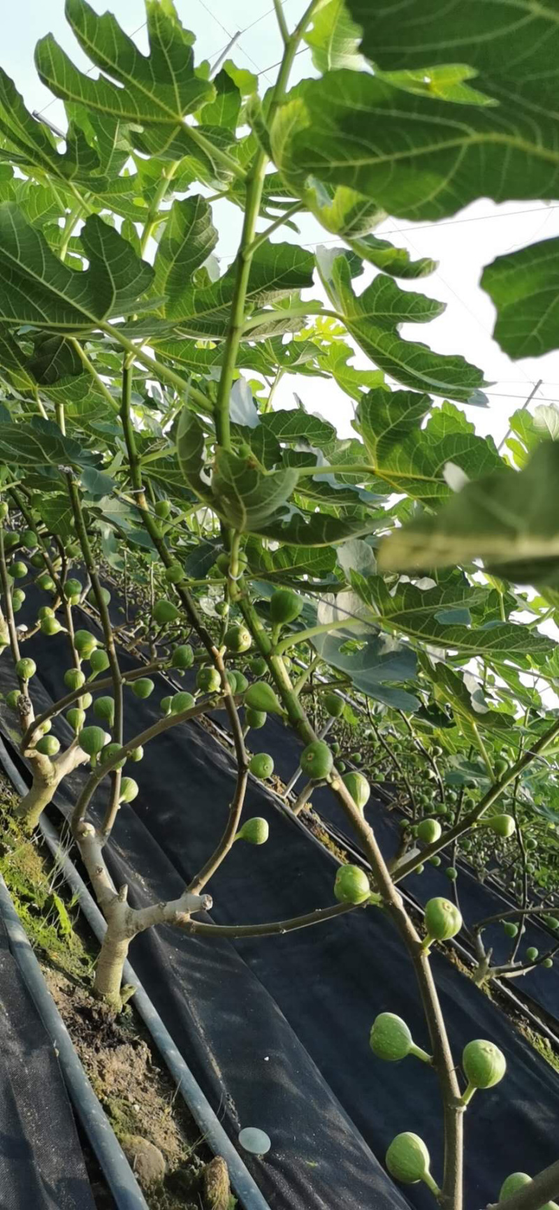 玻姬红无花果带土发货当年结果量大从优