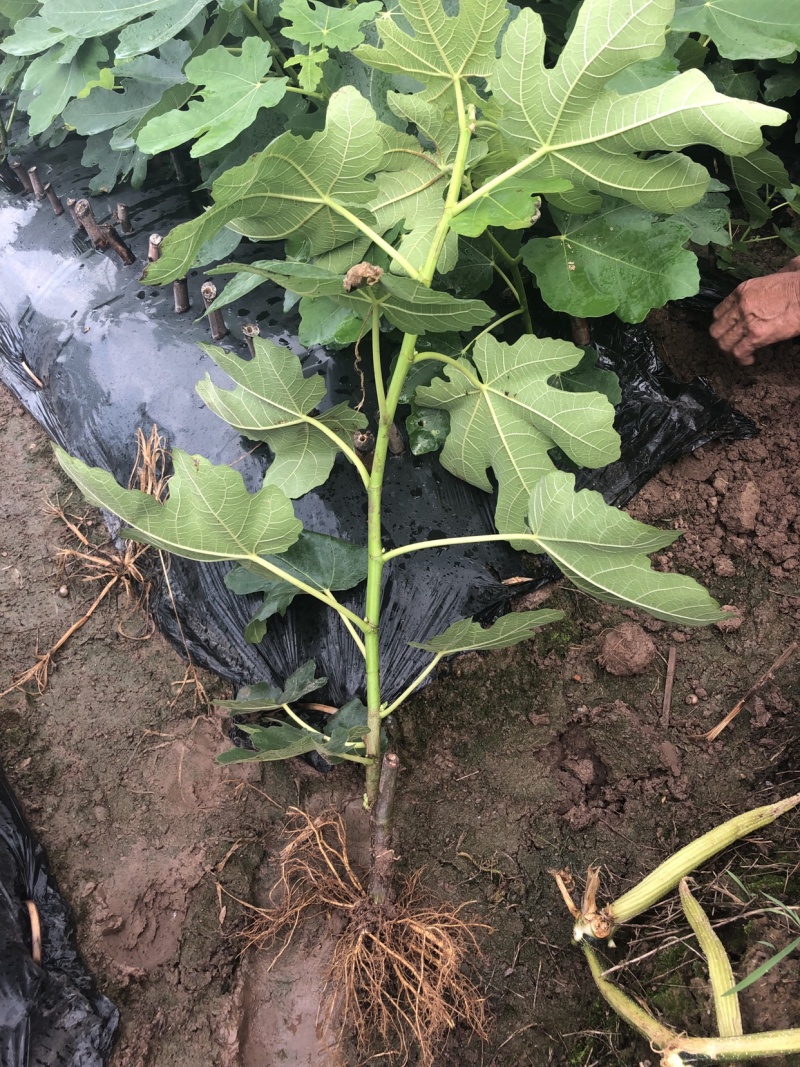 玻姬红无花果带土发货当年结果量大从优