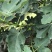 玻姬红无花果带土发货当年结果量大从优
