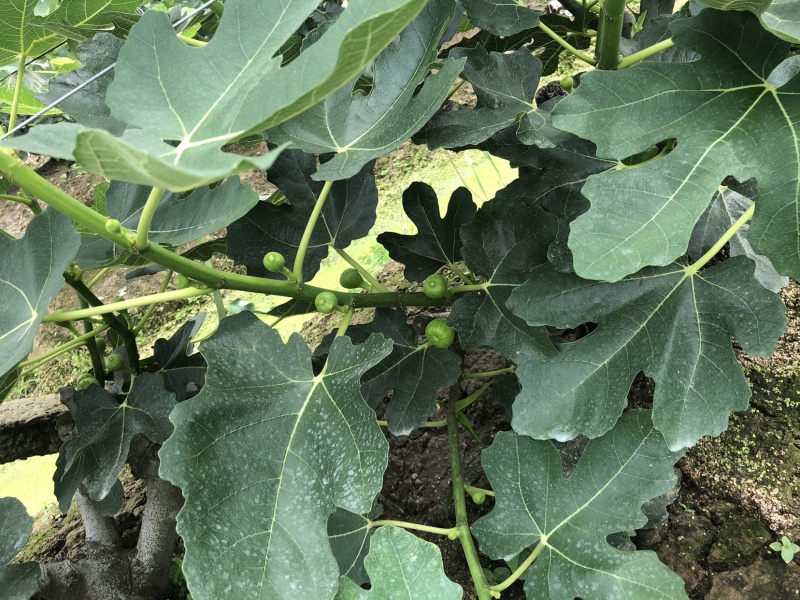 玻姬红无花果带土发货当年结果量大从优