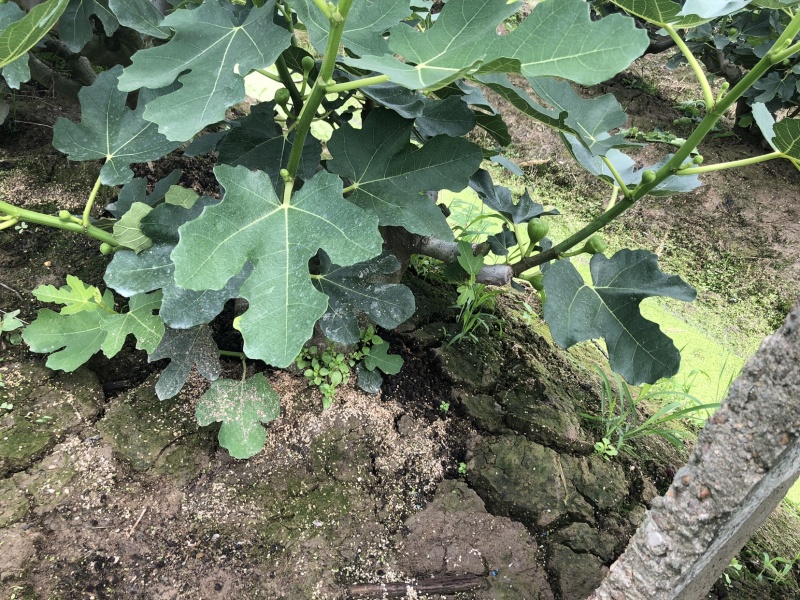 玻姬红无花果带土发货当年结果量大从优