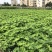 玻姬红无花果带土发货当年结果量大从优