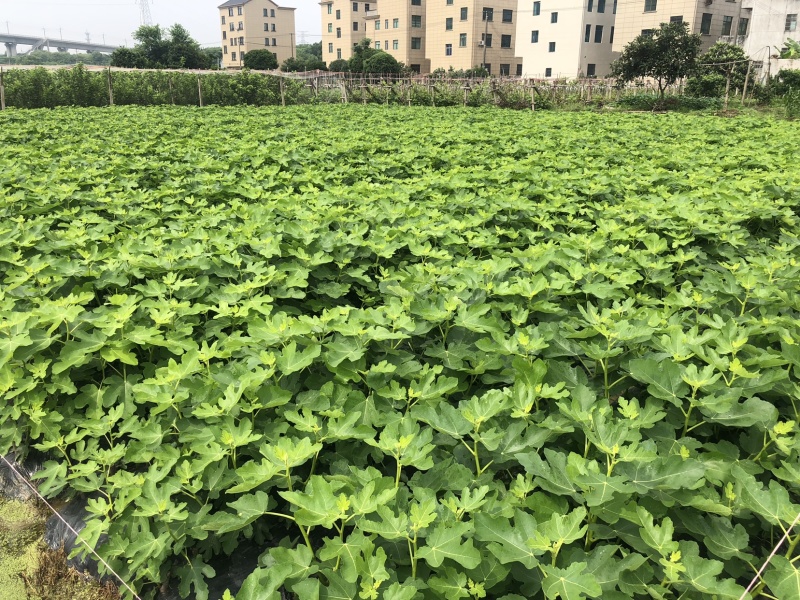 玻姬红无花果带土发货当年结果量大从优