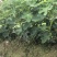 玻姬红无花果带土发货当年结果量大从优