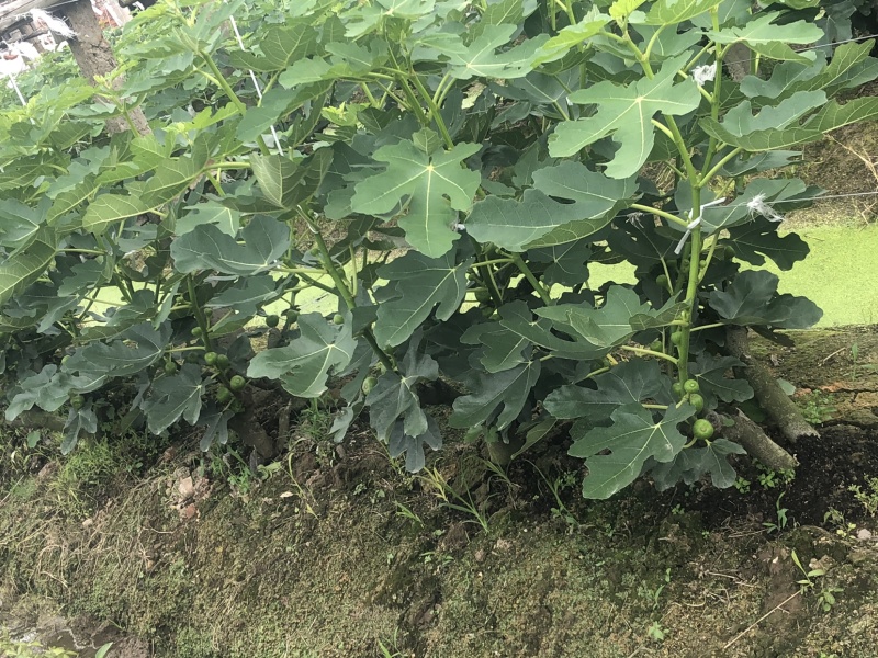 玻姬红无花果带土发货当年结果量大从优