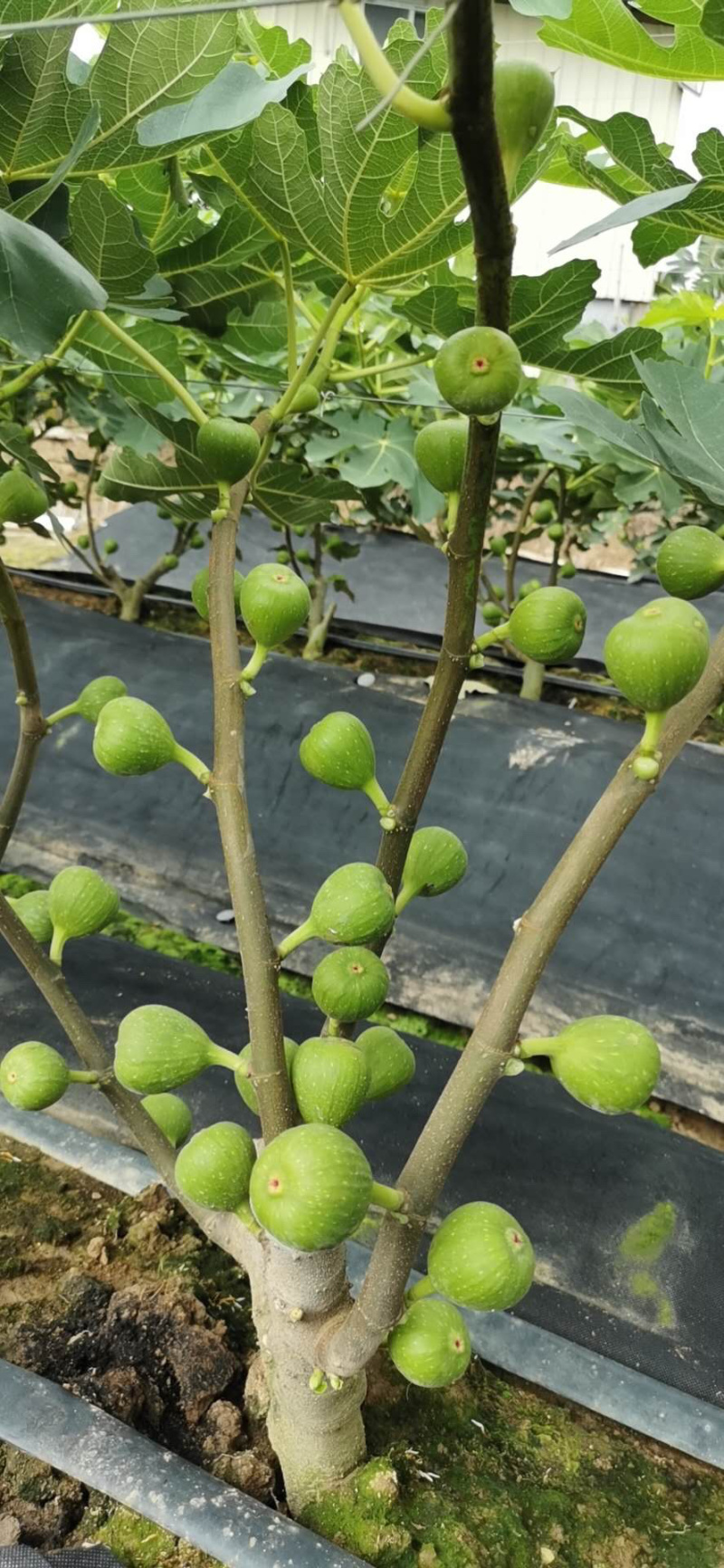 玻姬红无花果带土发货当年结果量大从优