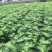 玻姬红无花果带土发货当年结果量大从优