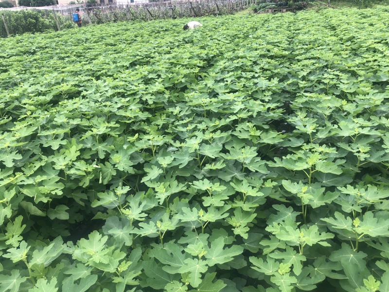 玻姬红无花果带土发货当年结果量大从优