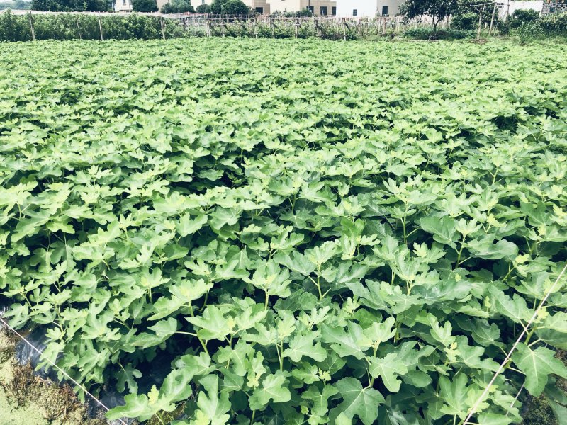 玻姬红无花果带土发货当年结果量大从优