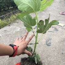 玻姬红无花果带土发货当年结果量大从优