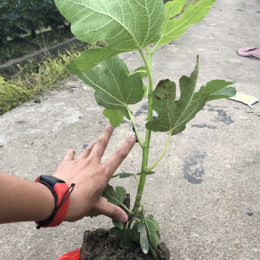 玻姬红无花果带土发货当年结果量大从优