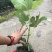 玻姬红无花果带土发货当年结果量大从优