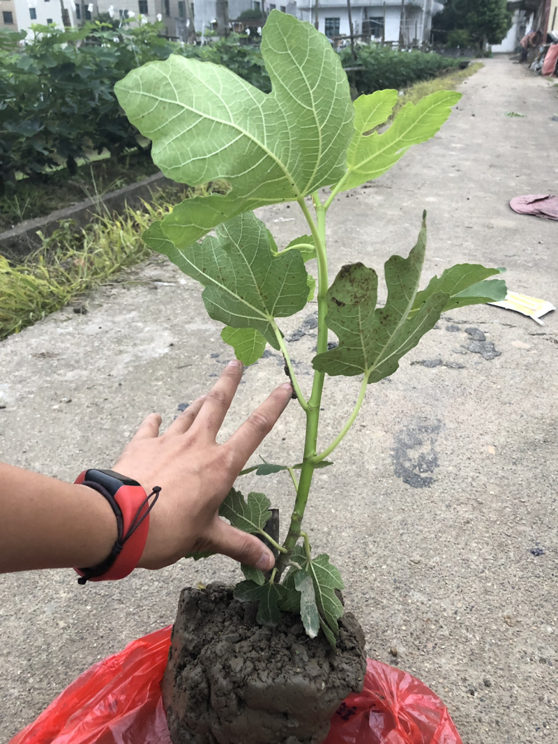 玻姬红无花果带土发货当年结果量大从优