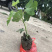 玻姬红无花果带土发货当年结果量大从优
