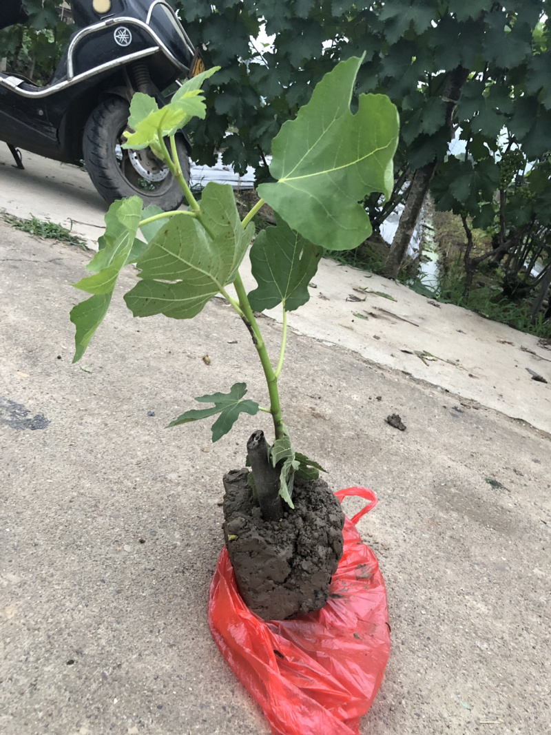 玻姬红无花果带土发货当年结果量大从优